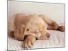 Sleeping Labrador Puppy-Jim Craigmyle-Mounted Photographic Print