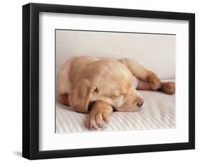 Sleeping Labrador Puppy-Jim Craigmyle-Framed Photographic Print