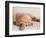 Sleeping Labrador Puppy-Jim Craigmyle-Framed Photographic Print