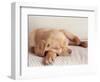 Sleeping Labrador Puppy-Jim Craigmyle-Framed Photographic Print