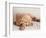 Sleeping Labrador Puppy-Jim Craigmyle-Framed Photographic Print