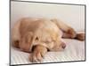 Sleeping Labrador Puppy-Jim Craigmyle-Mounted Photographic Print