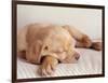 Sleeping Labrador Puppy-Jim Craigmyle-Framed Photographic Print