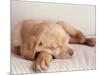 Sleeping Labrador Puppy-Jim Craigmyle-Mounted Photographic Print