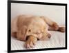 Sleeping Labrador Puppy-Jim Craigmyle-Framed Photographic Print