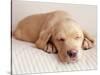 Sleeping Labrador Puppy-Jim Craigmyle-Stretched Canvas