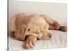 Sleeping Labrador Puppy-Jim Craigmyle-Stretched Canvas