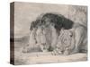 Sleeping Lion and Lioness-F. Lewis-Stretched Canvas