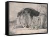 Sleeping Lion and Lioness-F. Lewis-Framed Stretched Canvas