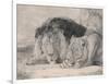 Sleeping Lion and Lioness-F. Lewis-Framed Premium Photographic Print