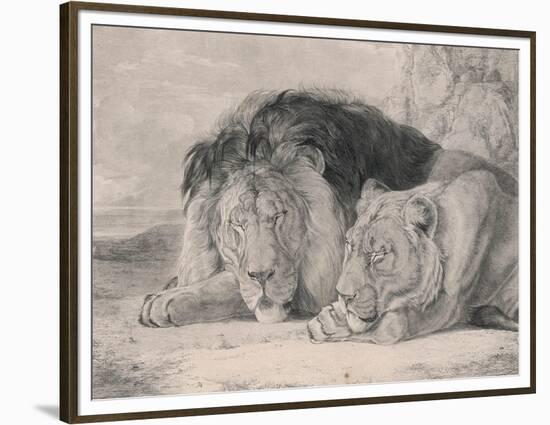 Sleeping Lion and Lioness-F. Lewis-Framed Premium Photographic Print