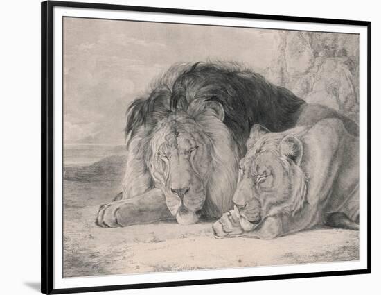 Sleeping Lion and Lioness-F. Lewis-Framed Premium Photographic Print