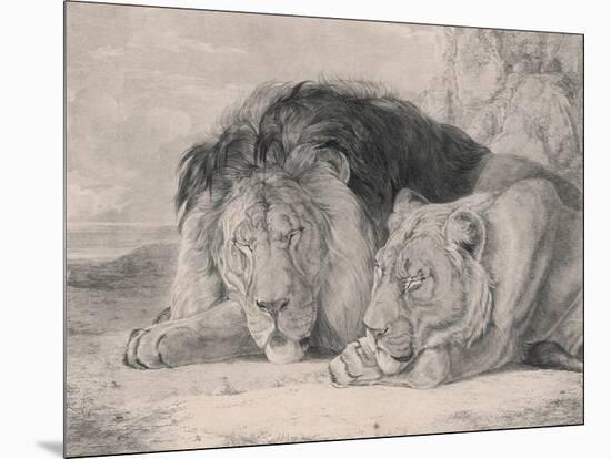 Sleeping Lion and Lioness-F. Lewis-Mounted Premium Photographic Print