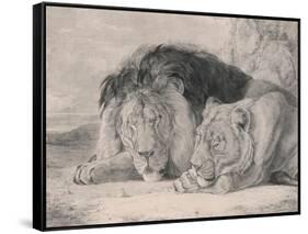 Sleeping Lion and Lioness-F. Lewis-Framed Stretched Canvas