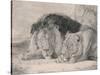 Sleeping Lion and Lioness-F. Lewis-Stretched Canvas