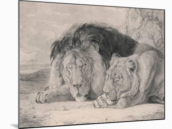 Sleeping Lion and Lioness-F. Lewis-Mounted Photographic Print