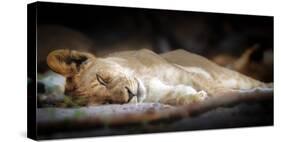 Sleeping lion cub, Chobe National Park, Botswana, Africa-Karen Deakin-Stretched Canvas