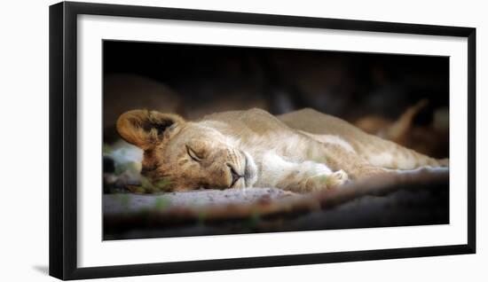 Sleeping lion cub, Chobe National Park, Botswana, Africa-Karen Deakin-Framed Photographic Print