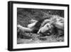 Sleeping Lion-null-Framed Photographic Print