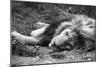 Sleeping Lion-null-Mounted Photographic Print