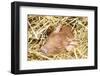 Sleeping Mixed-Breed Piglet in Straw, Maple Park, Illinois, USA-Lynn M^ Stone-Framed Photographic Print