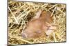 Sleeping Mixed-Breed Piglet in Straw, Maple Park, Illinois, USA-Lynn M^ Stone-Mounted Photographic Print