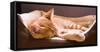 Sleeping Orange Cat in Cat Bed-Deyan Georgiev-Framed Stretched Canvas