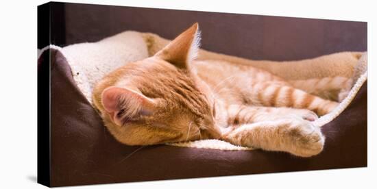 Sleeping Orange Cat in Cat Bed-Deyan Georgiev-Stretched Canvas