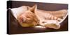 Sleeping Orange Cat in Cat Bed-Deyan Georgiev-Stretched Canvas