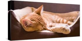 Sleeping Orange Cat in Cat Bed-Deyan Georgiev-Stretched Canvas