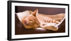 Sleeping Orange Cat in Cat Bed-Deyan Georgiev-Framed Photographic Print