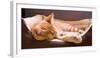 Sleeping Orange Cat in Cat Bed-Deyan Georgiev-Framed Photographic Print