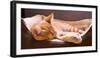 Sleeping Orange Cat in Cat Bed-Deyan Georgiev-Framed Premium Photographic Print