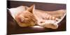 Sleeping Orange Cat in Cat Bed-Deyan Georgiev-Mounted Premium Photographic Print