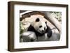 Sleeping Panda-tempestz-Framed Photographic Print