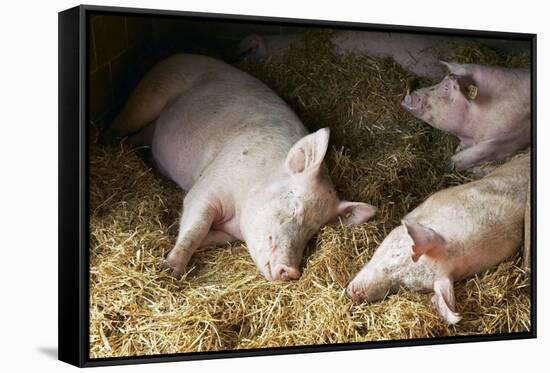 Sleeping Pigs-Colin Cuthbert-Framed Stretched Canvas