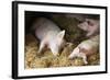 Sleeping Pigs-Colin Cuthbert-Framed Premium Photographic Print