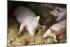 Sleeping Pigs-Colin Cuthbert-Mounted Premium Photographic Print