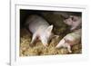 Sleeping Pigs-Colin Cuthbert-Framed Photographic Print