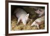 Sleeping Pigs-Colin Cuthbert-Framed Photographic Print