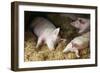 Sleeping Pigs-Colin Cuthbert-Framed Photographic Print