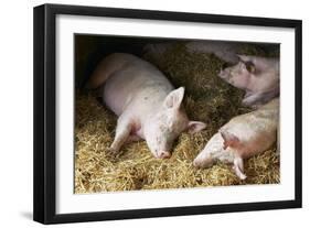 Sleeping Pigs-Colin Cuthbert-Framed Photographic Print