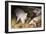 Sleeping Pigs-Colin Cuthbert-Framed Photographic Print