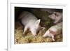 Sleeping Pigs-Colin Cuthbert-Framed Photographic Print