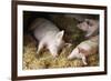 Sleeping Pigs-Colin Cuthbert-Framed Photographic Print