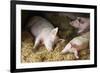 Sleeping Pigs-Colin Cuthbert-Framed Photographic Print