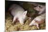 Sleeping Pigs-Colin Cuthbert-Mounted Photographic Print