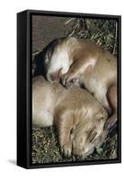 Sleeping Prairie Dog Pups-W. Perry Conway-Framed Stretched Canvas