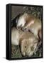 Sleeping Prairie Dog Pups-W. Perry Conway-Framed Stretched Canvas