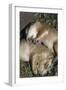 Sleeping Prairie Dog Pups-W. Perry Conway-Framed Premium Photographic Print